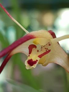 Dendrobium erythrosema