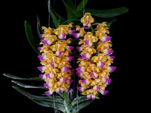 Aerides houlletiana