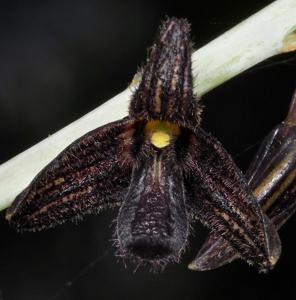 Bulbophyllum nigrescens