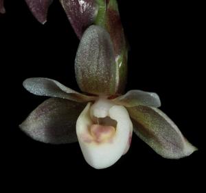 Thrixspermum lucidum