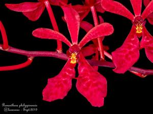 Renanthera philippinensis