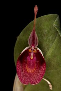 Restrepia sanguinea