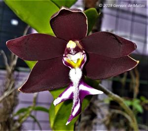 Trichoglottis atropurpurea