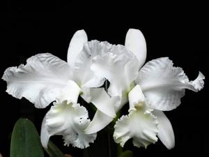 Cattleya lueddemanniana