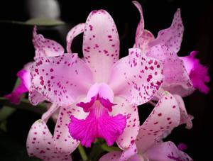 Cattleya amethystoglossa