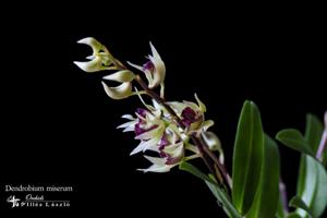 Dendrobium miserum
