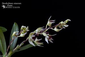 Dendrobium miserum