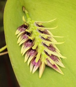Acianthera pectinata
