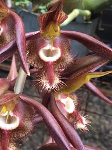 Catasetum saccatum