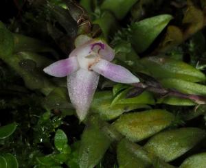 Podochilus gracilis