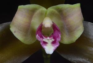 Lycaste schilleriana