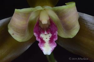 Lycaste schilleriana