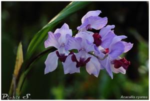 Aganisia cyanea