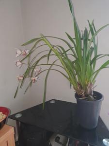 Cymbidium sanderae