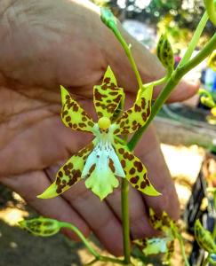 Oncidium maculatum