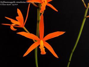 Cattleya cinnabarina