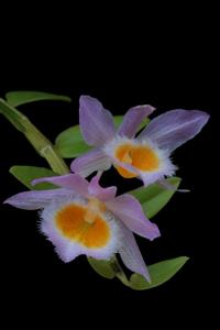 Dendrobium loddigesii