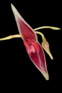 Lepanthes ionoptera