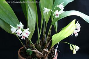 Bifrenaria leucorrhoda