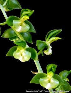 Catasetum lucis