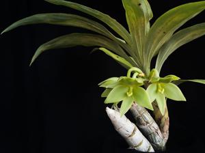 Cycnoches egertonianum