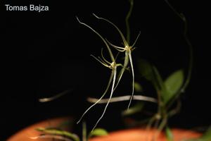 Lepanthes filamentosa