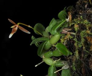 Bulbophyllum vestigipetalum