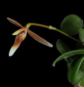 Bulbophyllum vestigipetalum