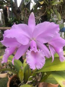 Cattleya warneri