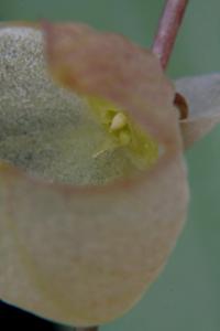 Stelis glomerosa