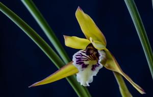 Maxillaria chrysantha