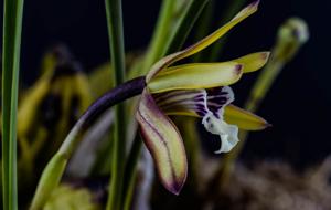 Maxillaria chrysantha