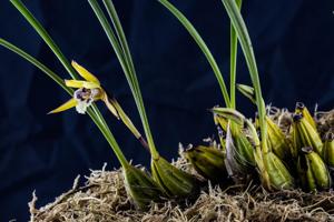 Maxillaria chrysantha