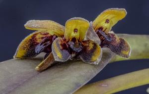 Acianthera aphthosa