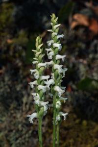 Spiranthes cernua