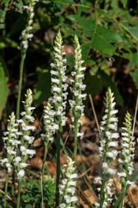 Spiranthes cernua