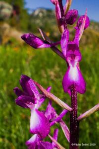 Anacamptis laxiflora