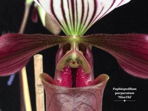 Paphiopedilum purpuratum