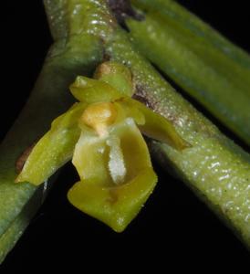 Adenoncos parviflora