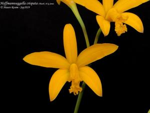 Cattleya crispata