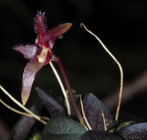 Bulbophyllum obyrnei