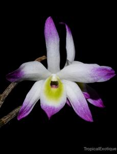 Dendrobium vietnamense