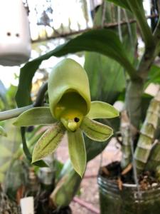 Catasetum tabulare