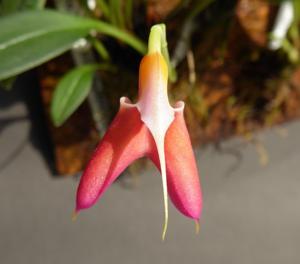 Masdevallia deformis