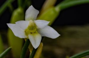 Maxillaria echinophyta