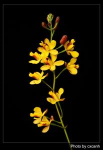 Spathoglottis affinis