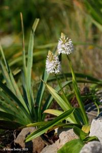 Anacamptis pyramidalis