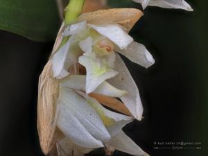 Coelogyne suaveolens