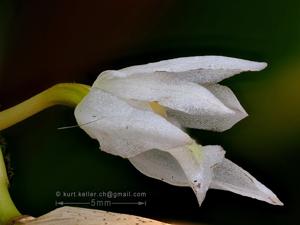 Coelogyne suaveolens