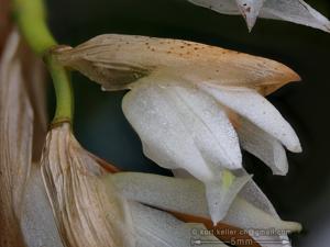 Coelogyne suaveolens